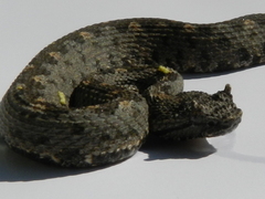 Mixcoatlus melanurus