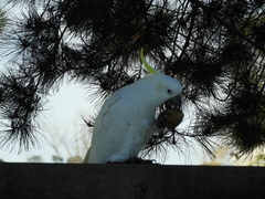 Cacatua galerita galerita