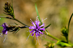 Liatris tenuis
