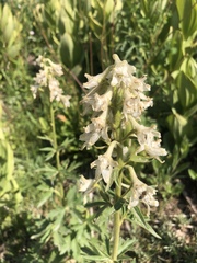Delphinium barbeyi