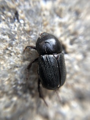 Euetheola
