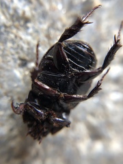 Euetheola