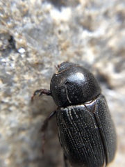Euetheola