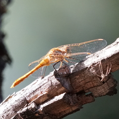 Sympetrum pallipes