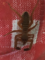 Gluvia dorsalis
