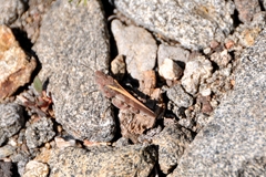 Cratypedes neglectus