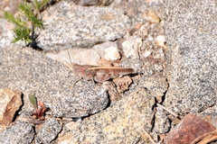 Cratypedes neglectus