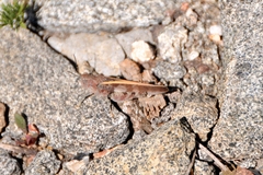 Cratypedes neglectus