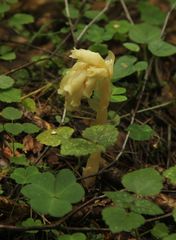 Monotropa hypopitys hypopitys