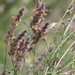 Pringle's Prairie Clover - Photo (c) ingas, some rights reserved (CC BY-NC)