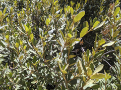 Chrysolepis sempervirens