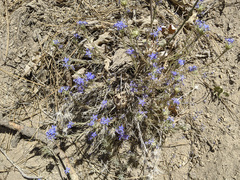 Eriastrum densifolium