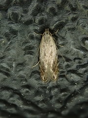 Battaristis concinnusella