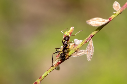 Skull-collecting Ant photo 5
