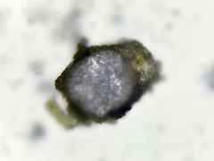 Dermatocarpon schaechtelinii