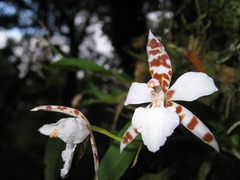 Rhynchostele rossii