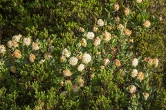 Pimelea ligustrina ciliata