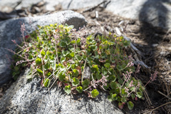 Heuchera hirsutissima