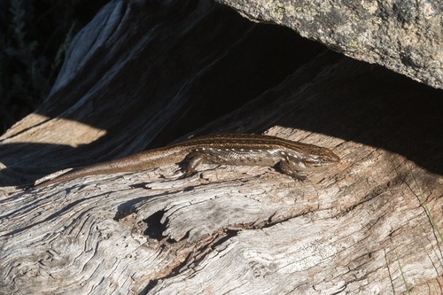 Guthega Skink, Liopholis guthega