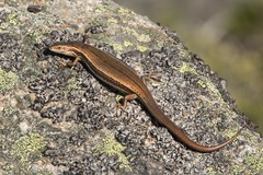 Pseudemoia entrecasteauxii