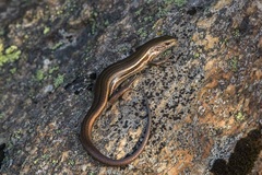 Pseudemoia entrecasteauxii