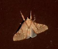 Lophocampa mixta