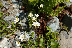 Romanzoffia sitchensis