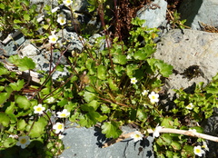 Romanzoffia sitchensis