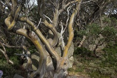 Eucalyptus pauciflora niphophila