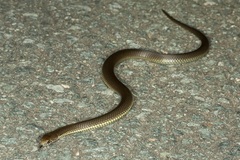 Highlands Copperhead photo 4