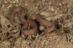 Drysdalia coronoides