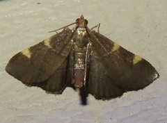 Hypsopygia thymetusalis