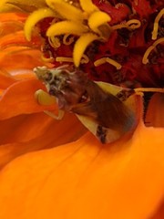Phymata