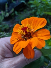 Phymata