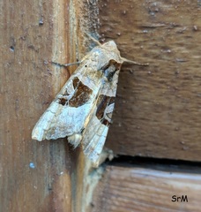 Phlogophora periculosa