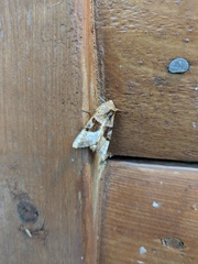 Phlogophora periculosa