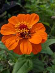 Phymata
