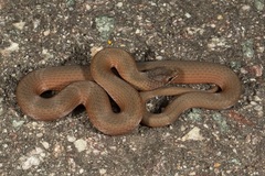 Drysdalia coronoides
