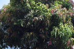 Mangifera indica