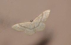 Idaea deversaria