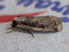 Eueretagrotis sigmoides