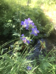 Polemonium occidentale