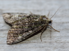 Anaplectoides prasina