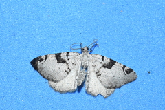 Macaria bitactata