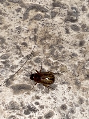 Phyllophaga bruneri