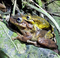 Anura
