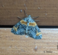 Dysstroma hersiliata