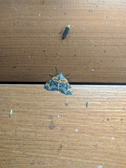 Dysstroma hersiliata