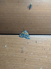 Dysstroma hersiliata