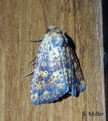 Perigea xanthioides